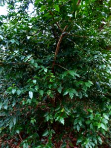 Prunus L., 1753