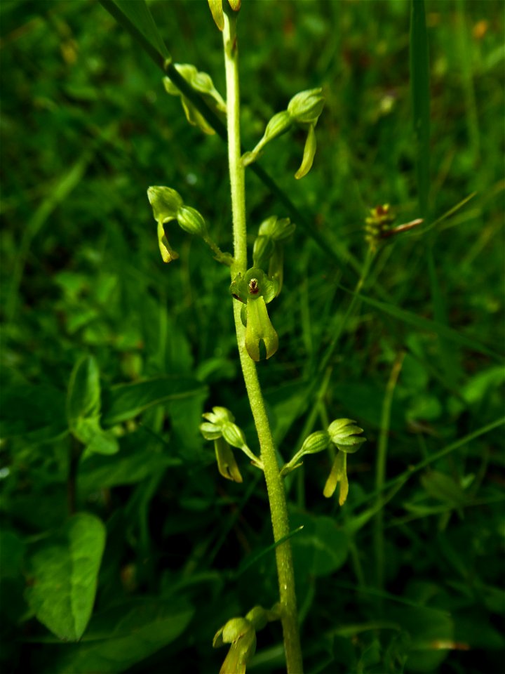 Neottia ovata (L.) Bluff & Fingerh., 1837