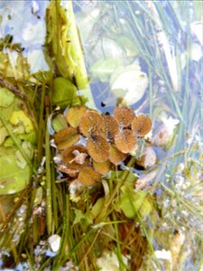 Salvinia minima Baker, 1886