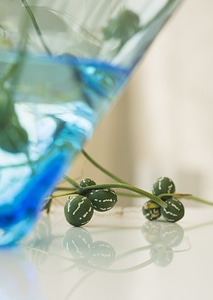 white empty interior with plant