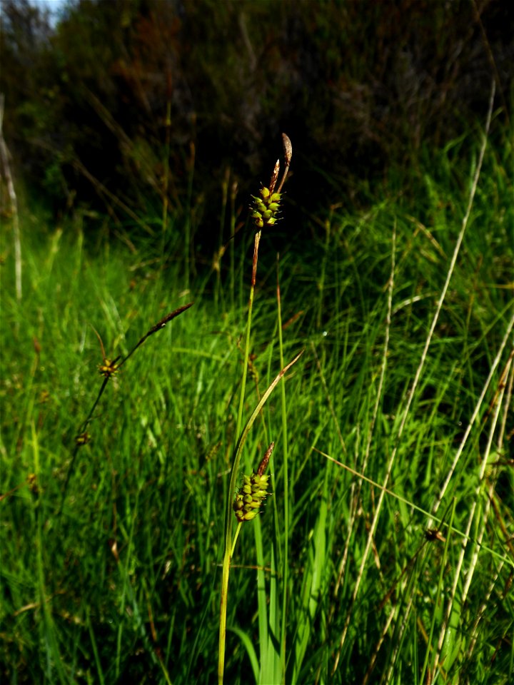 Carex hostiana DC., 1813