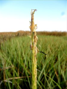 Spartina anglica C.E.Hubb., 1978