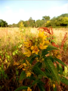 Lysimachia vulgaris L., 1753
