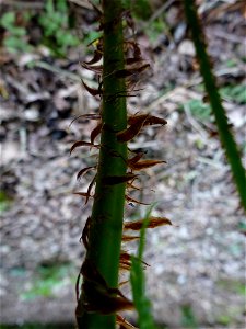 Dryopteris dilatata (Hoffm.) A.Gray, 1848