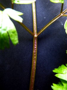Anthriscus sylvestris (L.) Hoffm., 1814