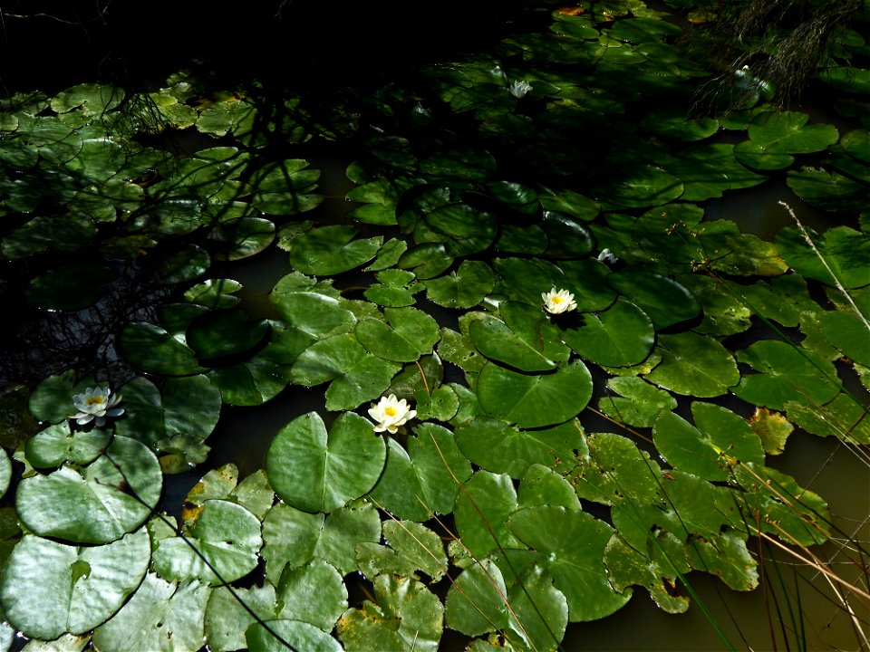 Nymphaea alba L., 1753