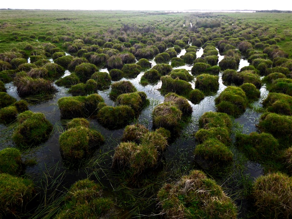 Mottureaux, Vendée, marais Poitevin