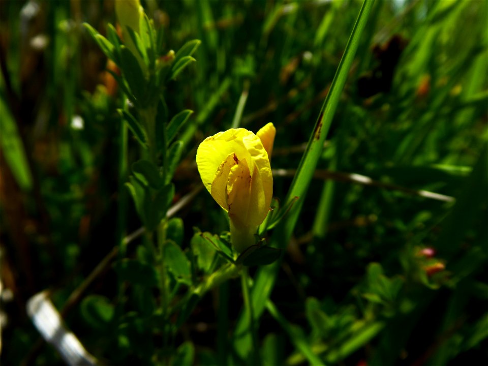 Cytisus lotoides Pourr., 1788