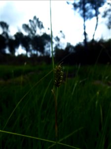 Carex hostiana DC., 1813