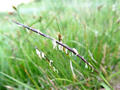 Nardus stricta L., 1753