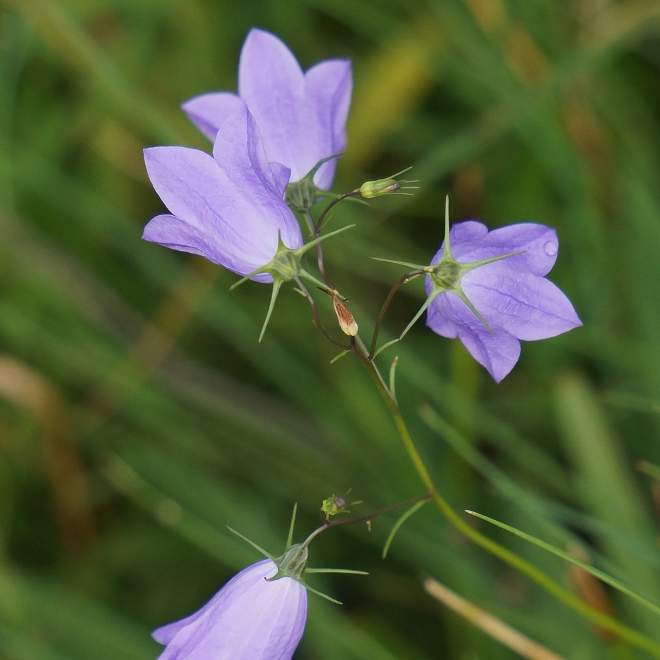 Spreading bellflower lilac flower nature