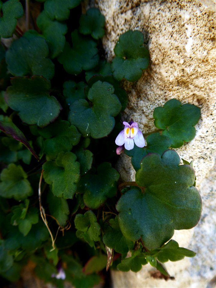 Cymbalaria muralis G.Gaertn., B.Mey. & Scherb., 1800