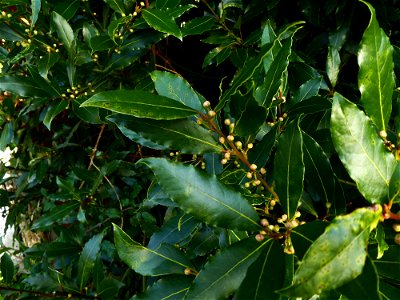 Laurus nobilis L., 1753