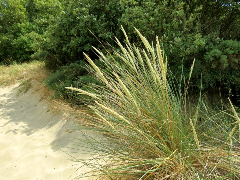 Ammophila arenaria (L.) Link, 1827