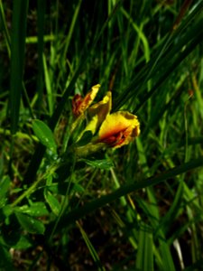 Cytisus lotoides Pourr., 1788
