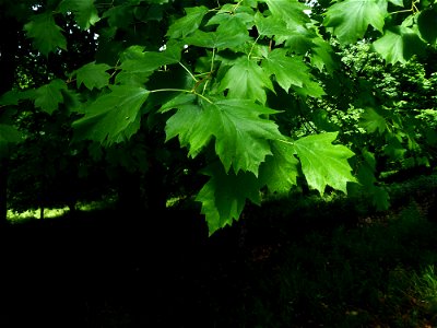 Sorbus torminalis (L.) Crantz, 1763