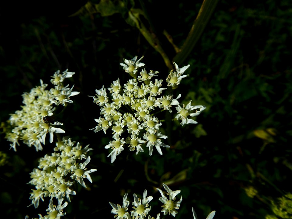 Heracleum sphondylium L., 1753