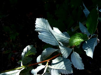 Sorbus aria (L.) Crantz, 1763