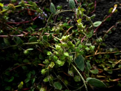 Kickxia spuria (L.) Dumort., 1827