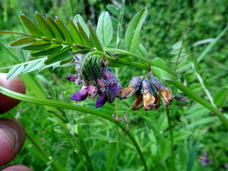 Vicia sepium L., 1753