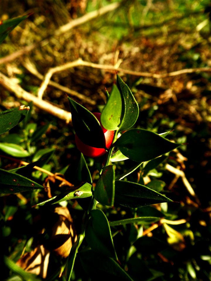 Ruscus aculeatus L., 1753