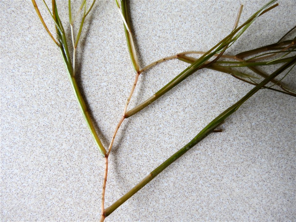 Stuckenia pectinata (L.) Börner, 1912