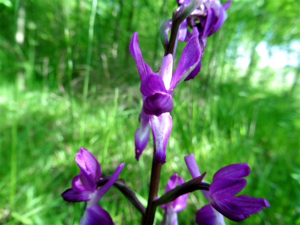 Anacamptis laxiflora (Lam.) R.M.Bateman, Pridgeon & M.W.Chase, 1997