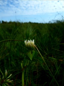 Trifolium michelianum Savi, 1798