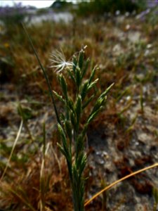 Cutandia maritima (L.) Benth., 1881
