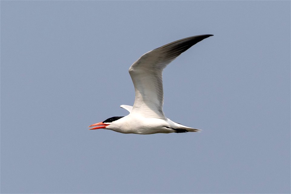 caspain tern - montezuma nwr, ny