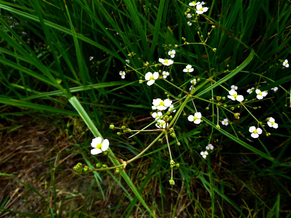Alisma lanceolatum With., 1796