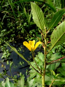 Ludwigia peploides (Kunth) P.H.Raven, 1964