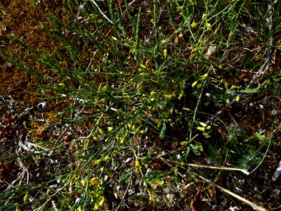 Asparagus officinalis subsp. prostratus (Dumort.) Corb., 1894