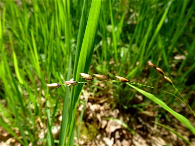 Melica uniflora Retz., 1779