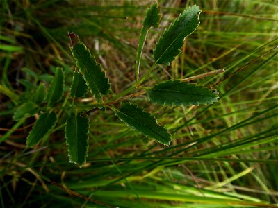 Sanguisorba officinalis L., 1753