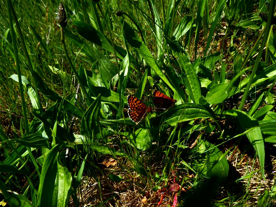 Mélitée du plantain