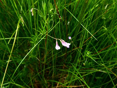 Ervum gracile (Loisel.) DC., 1813