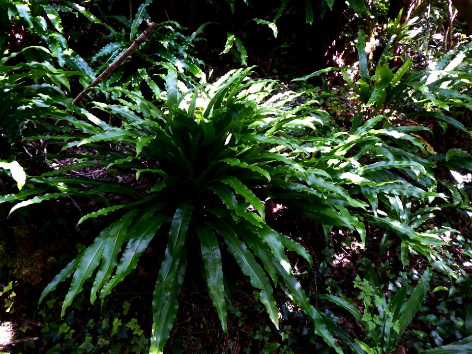 Asplenium scolopendrium L., 1753