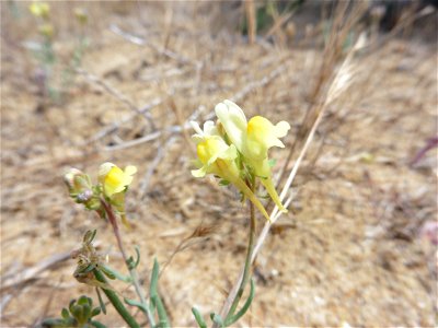 Linaria supina (L.) Chaz., 1790