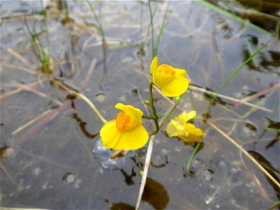 Utricularia australis R.Br., 1810