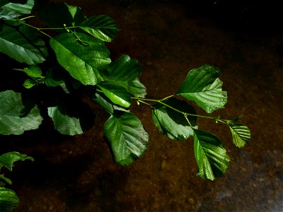 Alnus glutinosa (L.) Gaertn., 1790