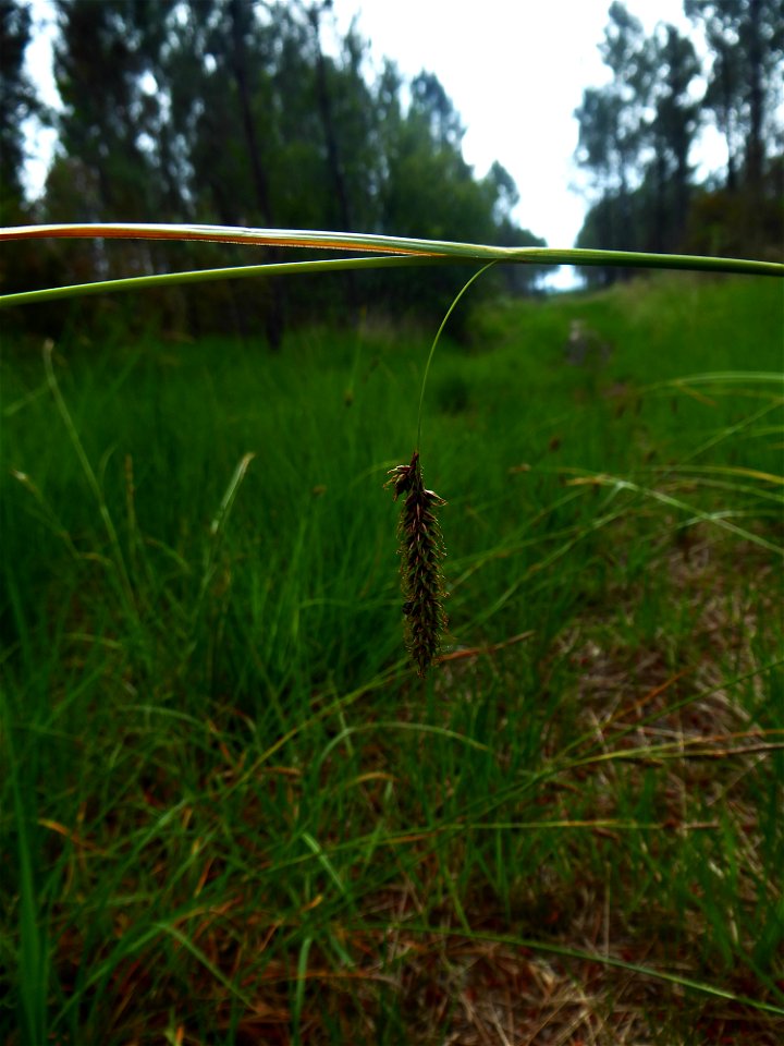Carex binervis Sm., 1800