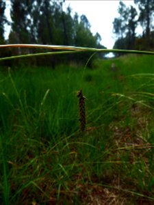Carex binervis Sm., 1800