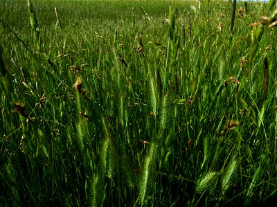 Hordeum geniculatum All., 1785