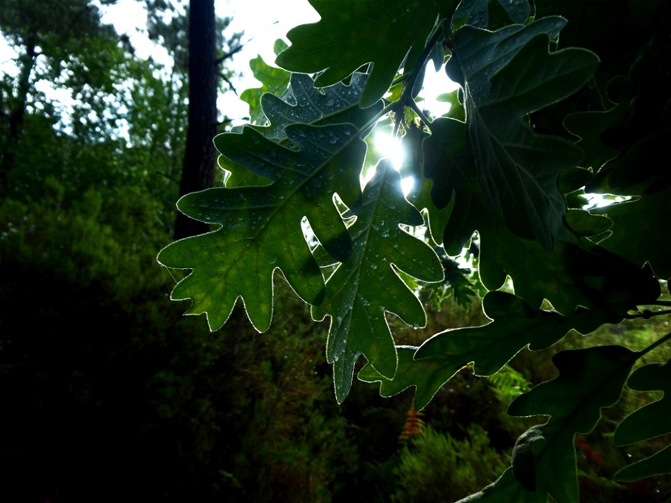 Quercus pyrenaica Willd., 1805