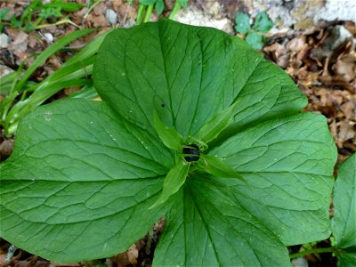 Paris quadrifolia L., 1753