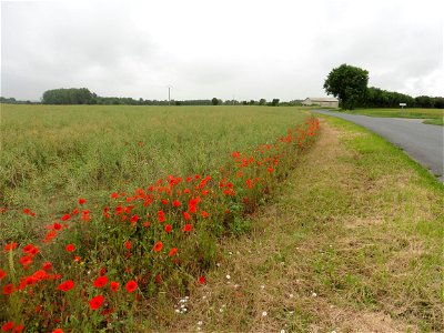 Papaver rhoeas L., 1753