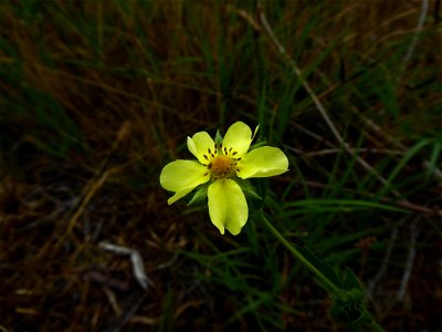 Potentilla recta L., 1753