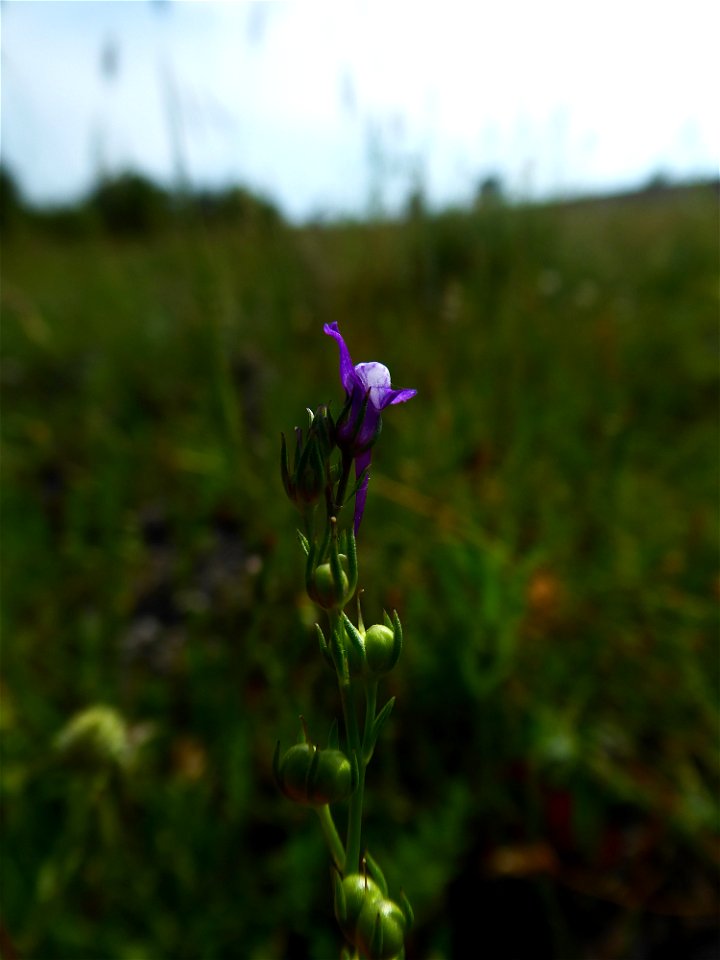 Linaria pelisseriana (L.) Mill., 1768