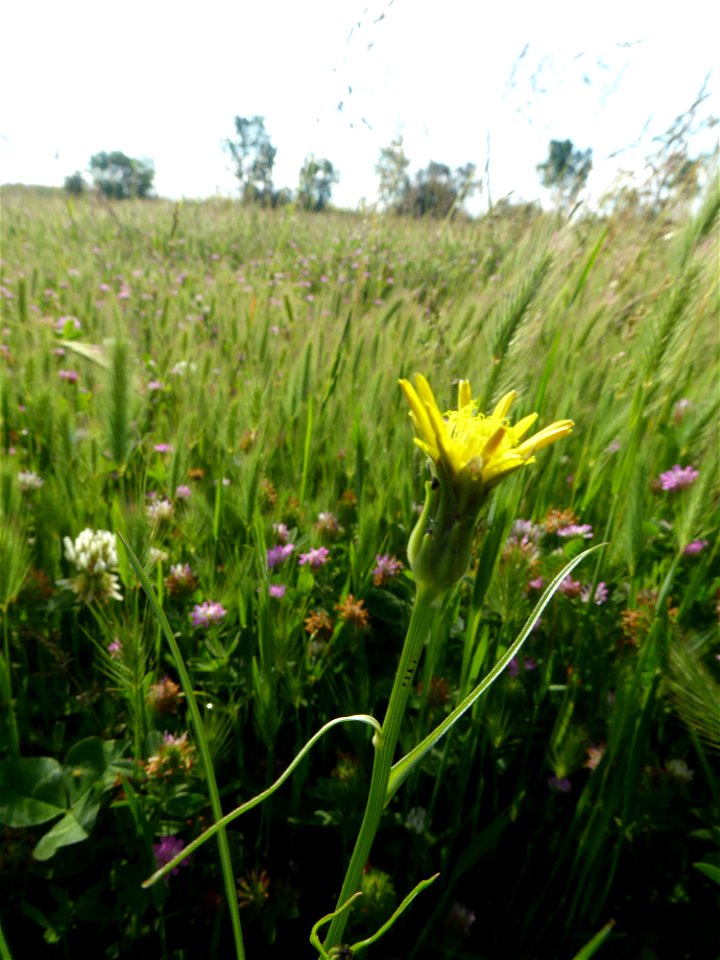 Podospermum laciniatum (L.) DC., 1805